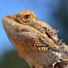 Bearded dragons: facts and photos